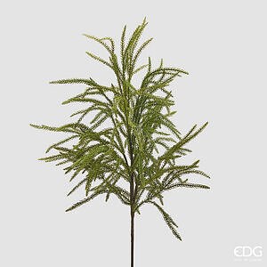 Cryptomeria Ramo H.71 C5 - Green