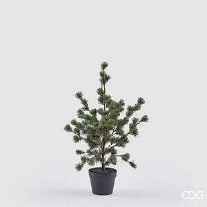 Cedro con Vaso H.75 C6 - Green